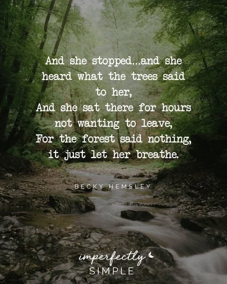 Japanese Forest Bathing: Wellness Experience at Pikni Forest