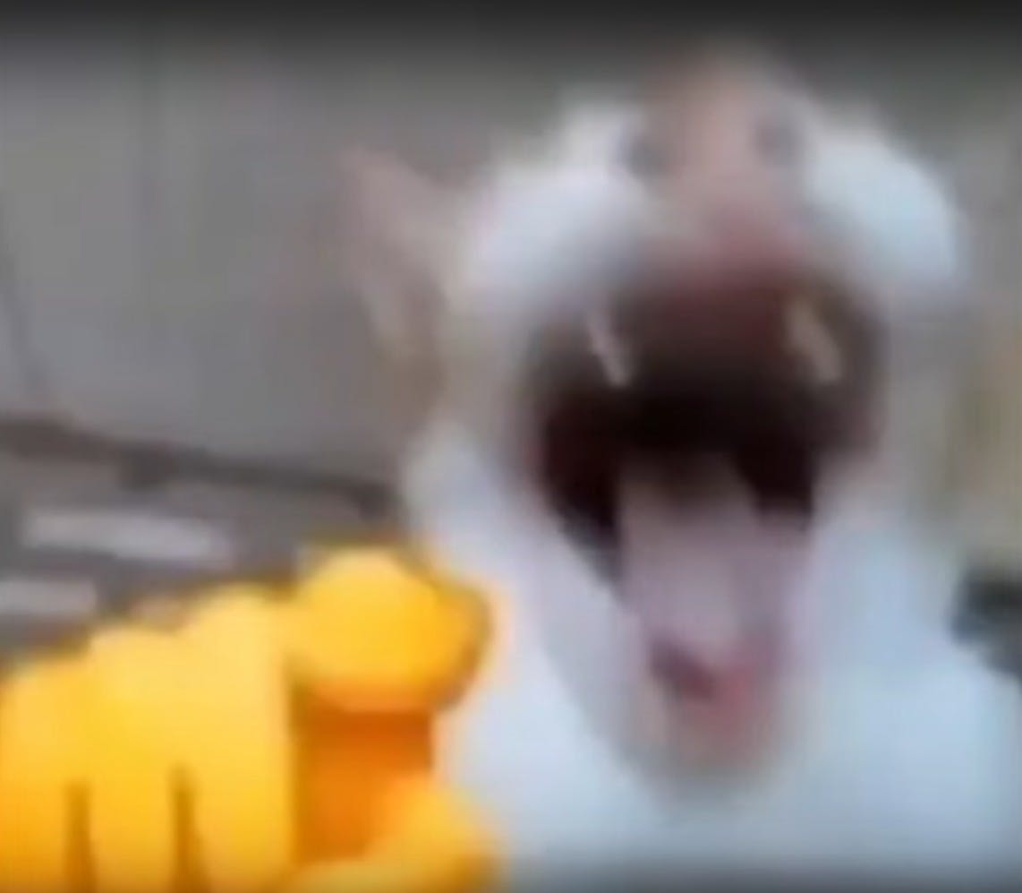 dog