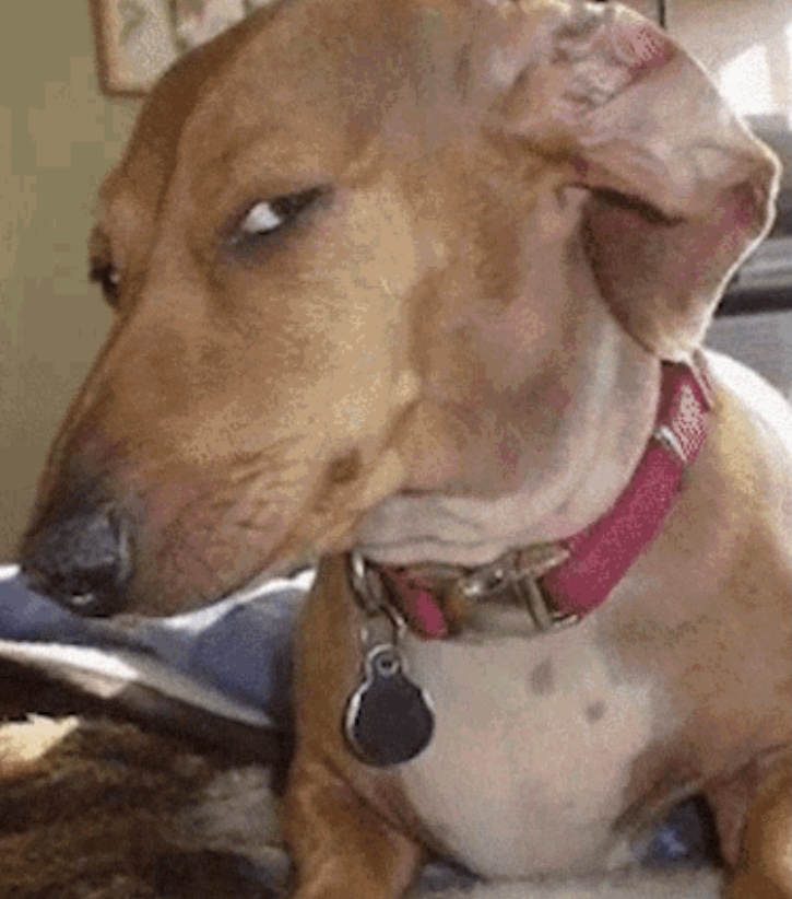 dog